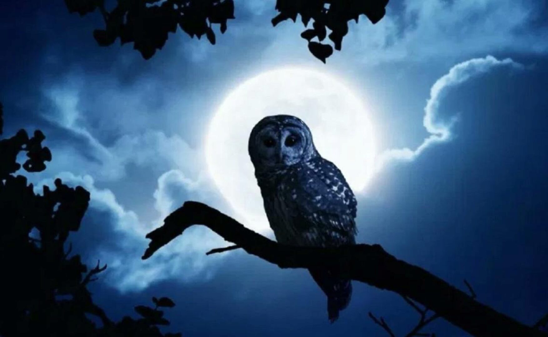 Ритуалы на полную луну (Ольга Плюсова)