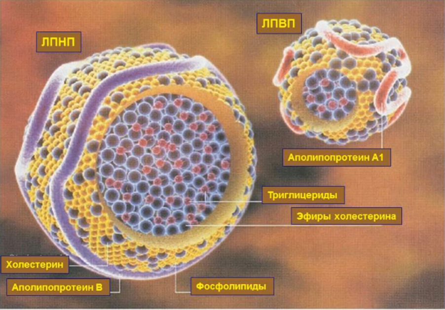 Нарушение липидного обмена. Диагностика, коррекция (Валентина Ларионова)