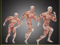 Ягодицы 360. Связь со стопой. Фазы походки (Александр Волоткевич)