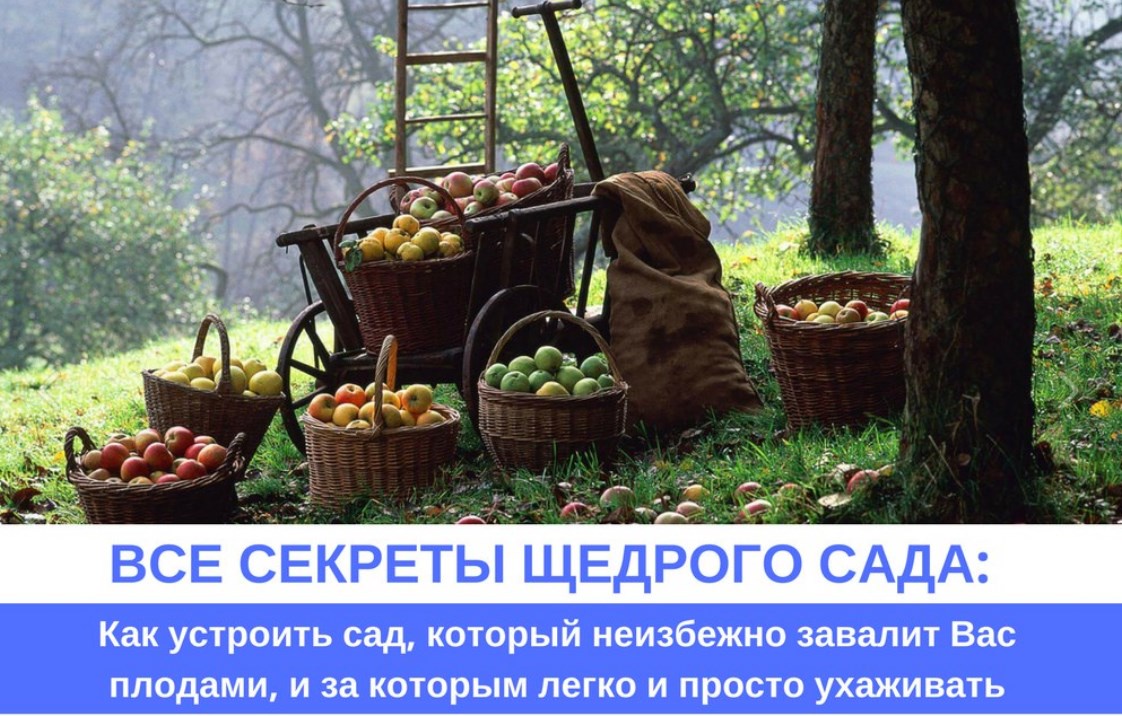 Все секреты щедрого сада (Вячеслав Кубис)