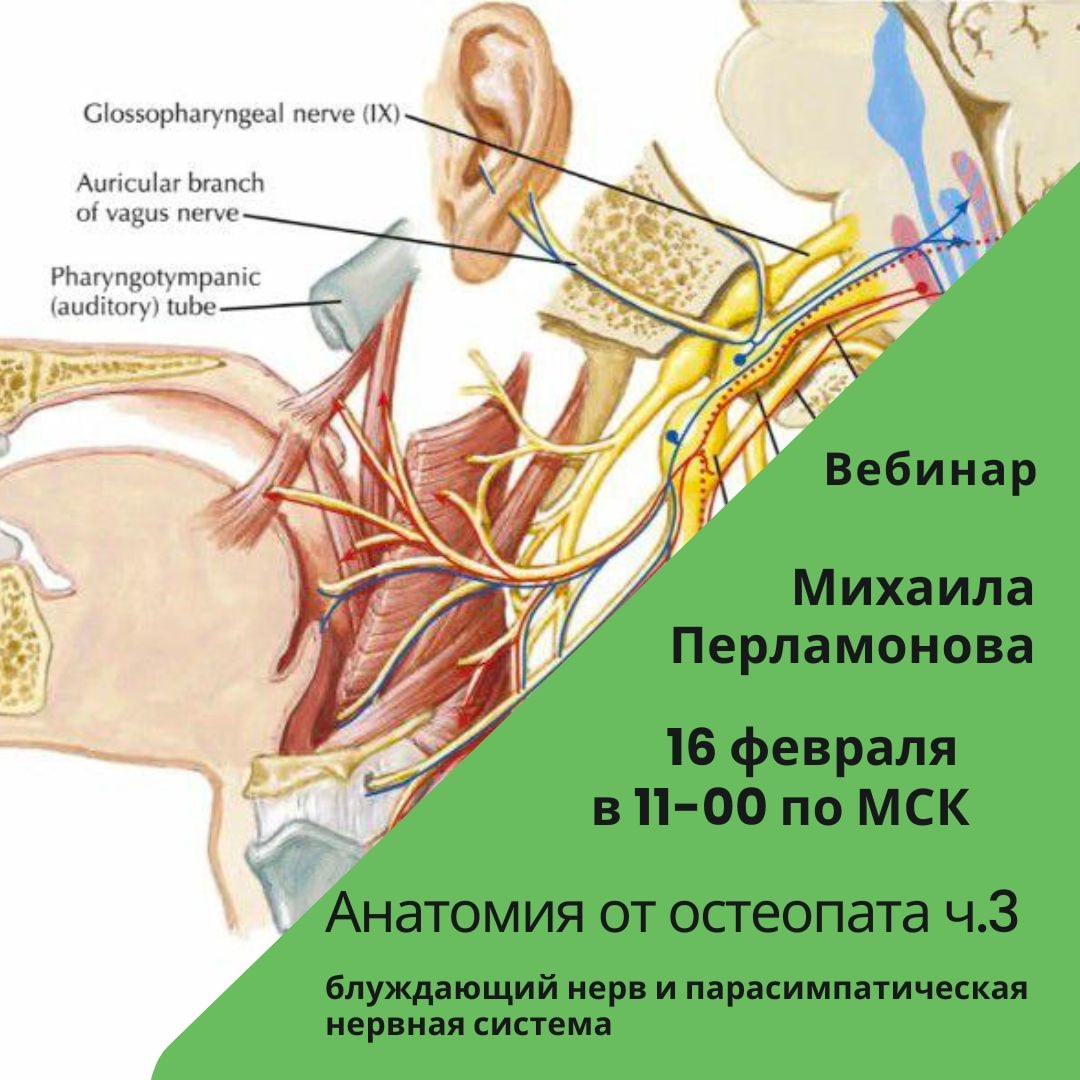 Анатомия от остеопата. Cеминар №3 от 16.02.2025 (Михаил Перламонов)