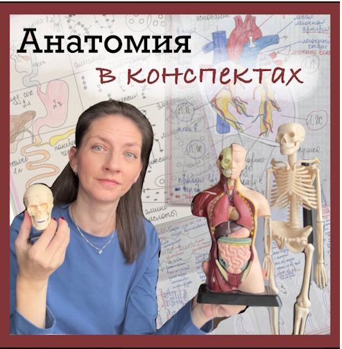 Анатомия в конспектах. 8-9 классы (Алина Чабуткина)